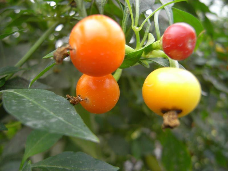 最好的十种辣椒,全球130种辣椒排名