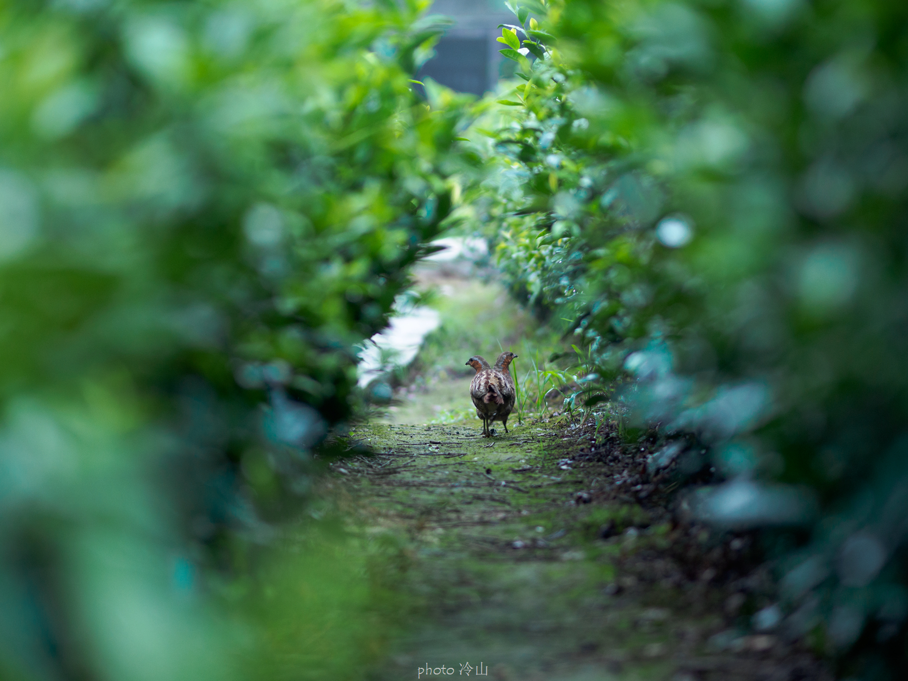 华顶千年杜鹃林,天台山石梁瀑布华顶杜鹃