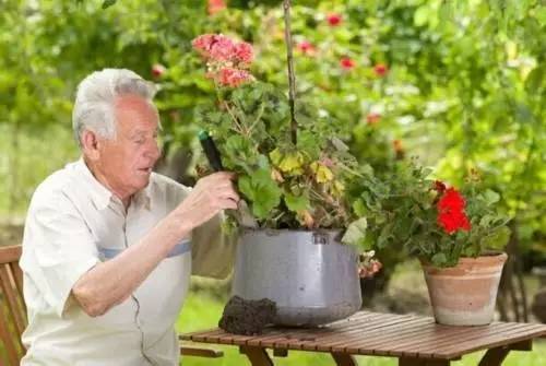 治愈系园艺图片大全,治愈系养的植物