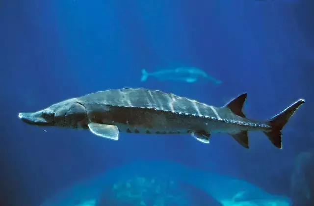 普通鲟鱼有鱼子酱吗,鲟鱼的卵是鱼子酱