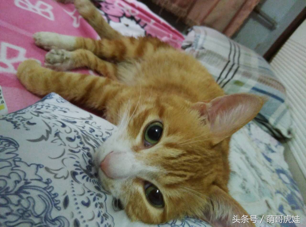 小猫平时很乖巧过一阵就尿床,小猫总是半夜来床上枕头上尿尿