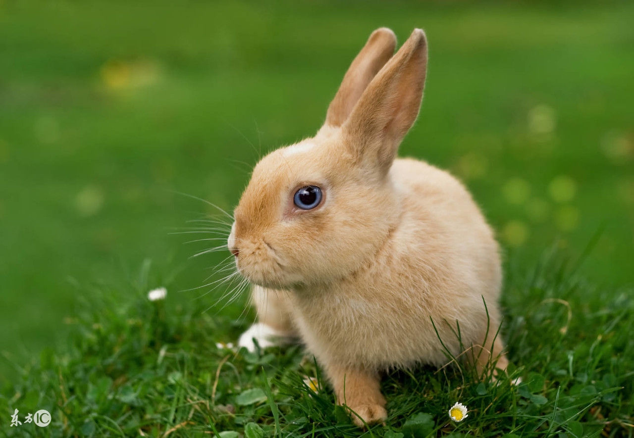 75年兔大吉,75年的兔今年有双喜临门吗