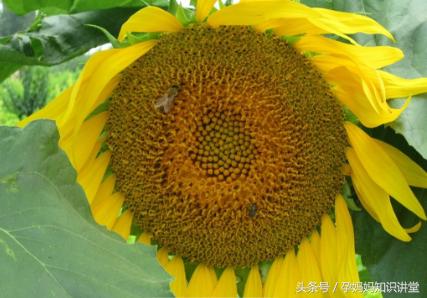 利于胎儿健康发育的8种食物,孕妇四个多月吃什么食物对胎儿好