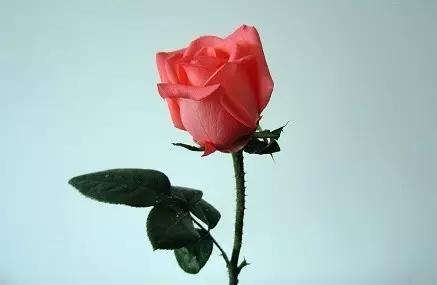 吃发芽的土豆中毒心脏会疼吗,吃发芽的土豆或红薯会不会中毒