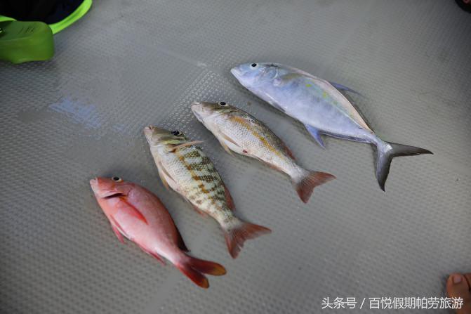 帕劳百悦旅行社,百悦旅游