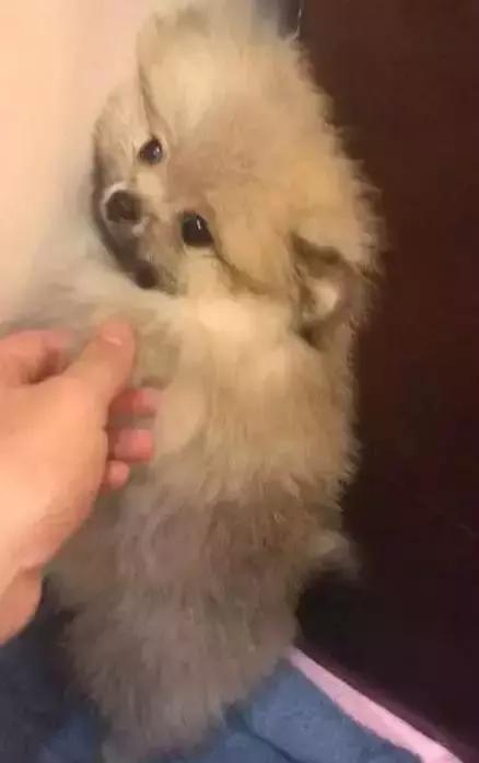 那坨博美！好软！好圆！好蓬！好想揉！