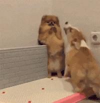 那坨博美！好软！好圆！好蓬！好想揉！