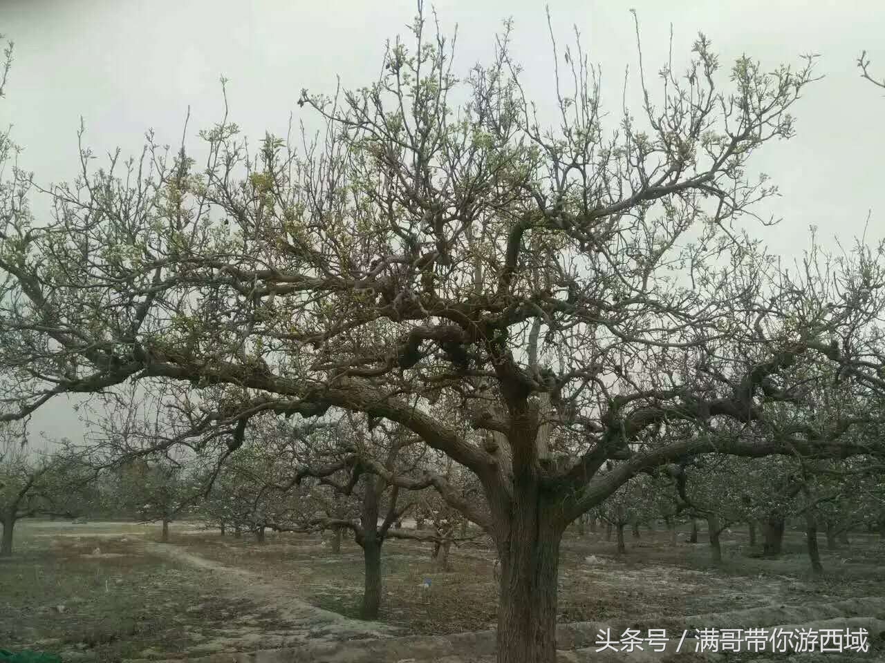 库尔勒香梨熟了！古尔邦节假期去库尔勒采香梨吧！只要4元每公斤