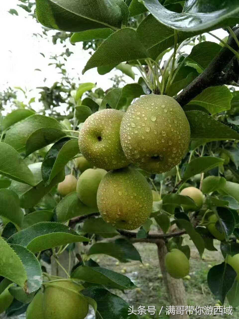 库尔勒香梨熟了！古尔邦节假期去库尔勒采香梨吧！只要4元每公斤