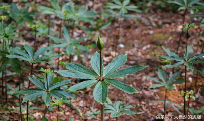 七叶一枝花是什么药草,七叶一枝花到底什么功效