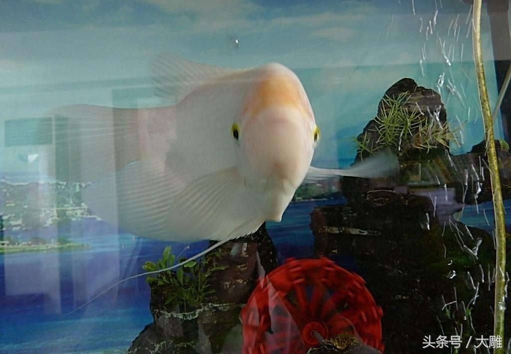 养的招财鱼死了怎么处理,招财鱼怎么避免烂身