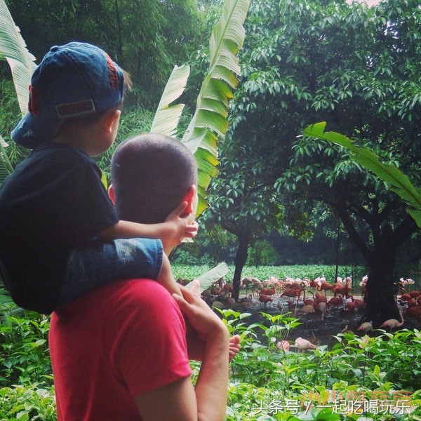 带宝宝长隆野生动物园旅游攻略,广州长隆野生动物园旅游攻略