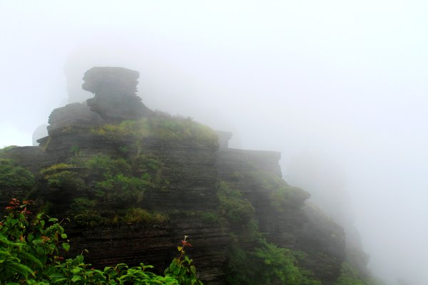 天天有人去山上采蘑菇,每天来观看的游客上万人