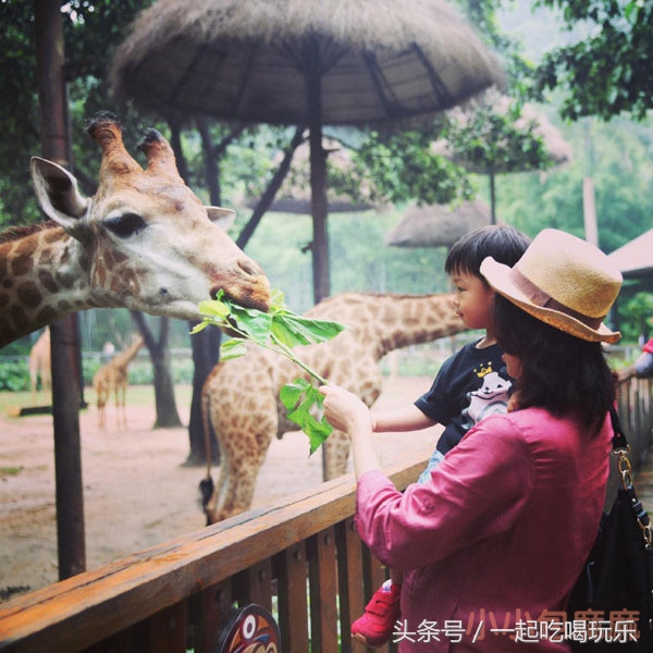 带宝宝长隆野生动物园旅游攻略,广州长隆野生动物园旅游攻略