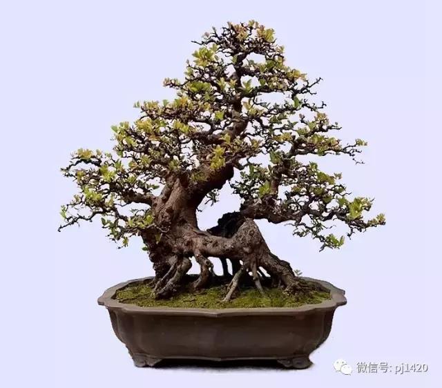 50种盆景树图片大全,50种盆景植物图片大全