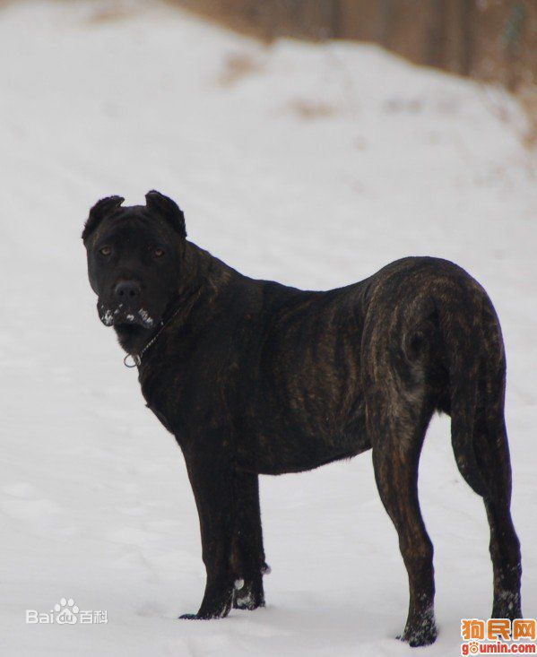 什么狗打得过加纳利,加纳利和卡斯罗哪个看家好