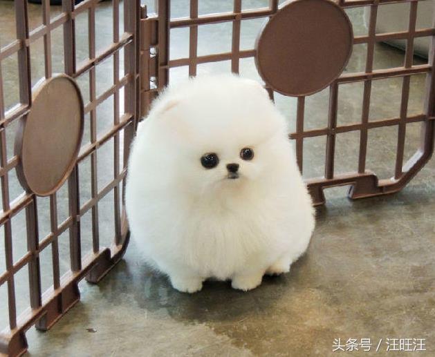 50天的小狗得了细小治愈成功率,宠物狗病毒的防治