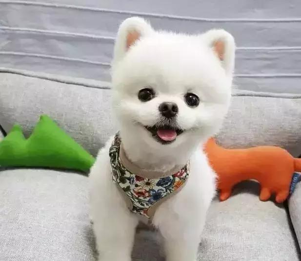 那坨博美！好软！好圆！好蓬！好想揉！