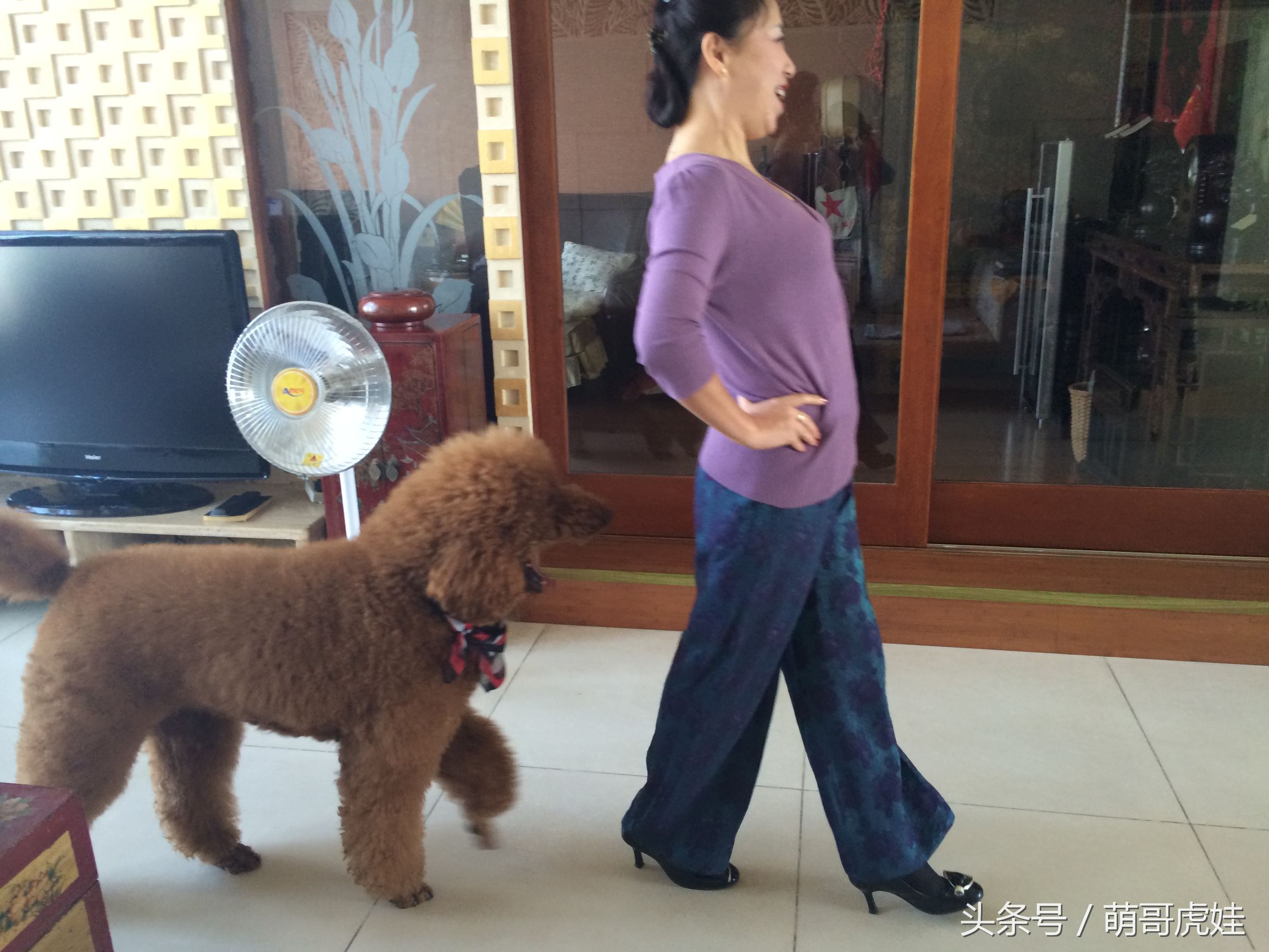 主人教大泰迪卖西瓜赚狗粮，大的换十斤小的换五斤晚饭全靠自己赚