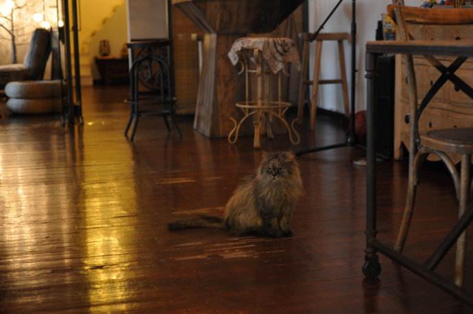 木地板怎么去除尿骚味,木地板除异味最好的方法