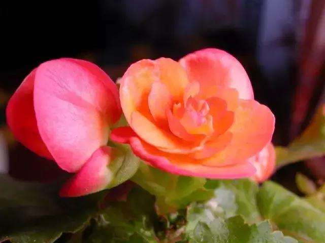 四季秋海棠什么时候剪枝,秋海棠为什么叶子皱