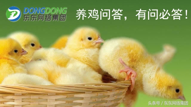 鸡得法氏囊病以后好养吗,鸡患法氏囊病后有何影响呢