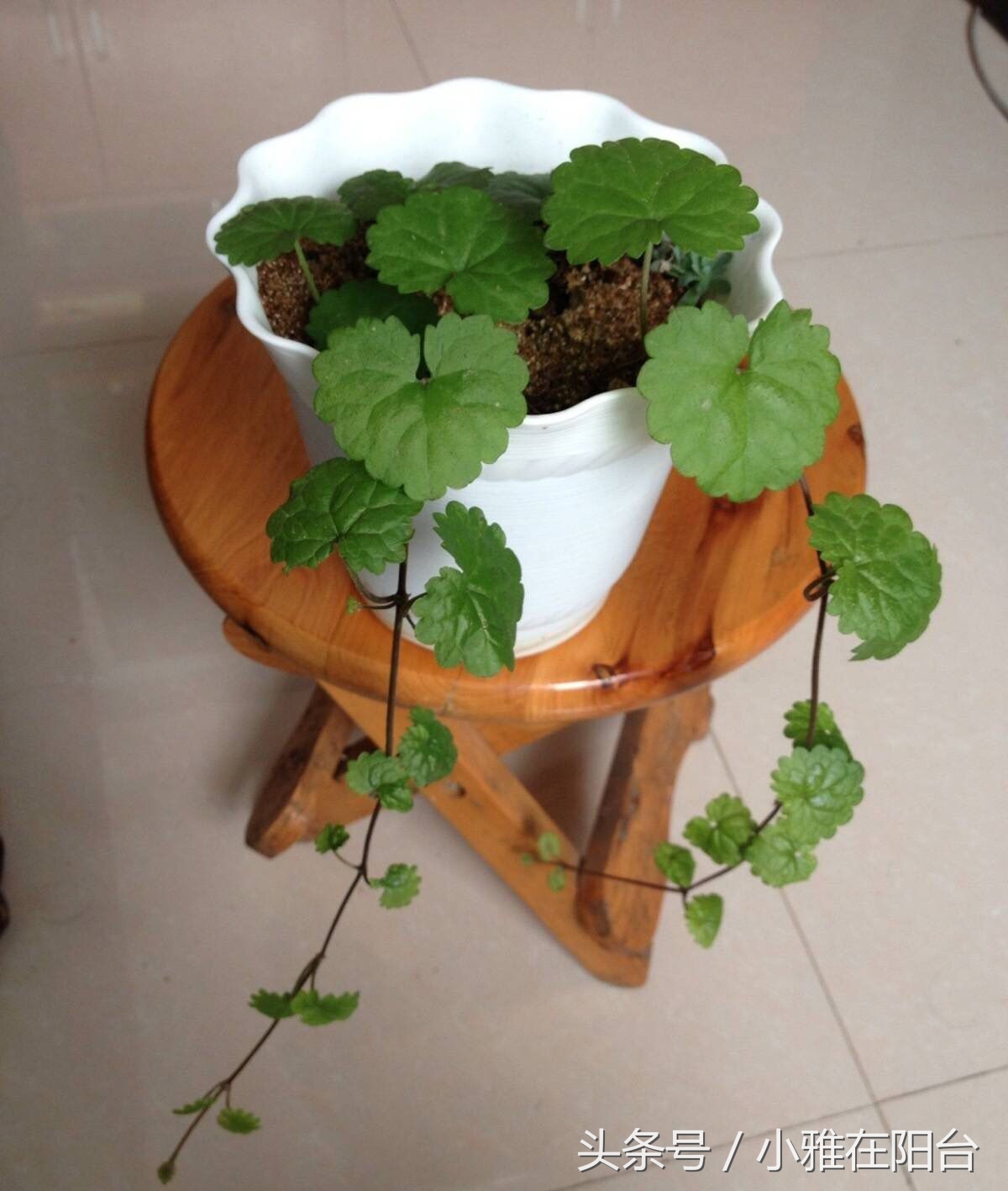 什么品种的猫薄荷最好,猫咪薄荷哪种最好用