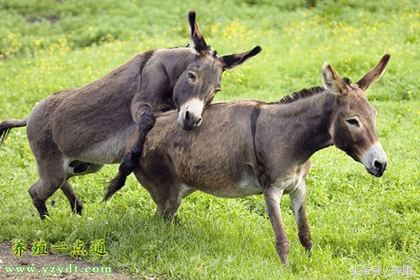 养驴健胃用什么药,养驴保健用药