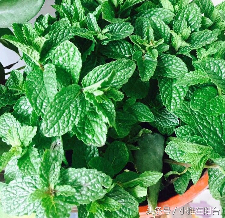 什么品种的猫薄荷最好,猫咪薄荷哪种最好用