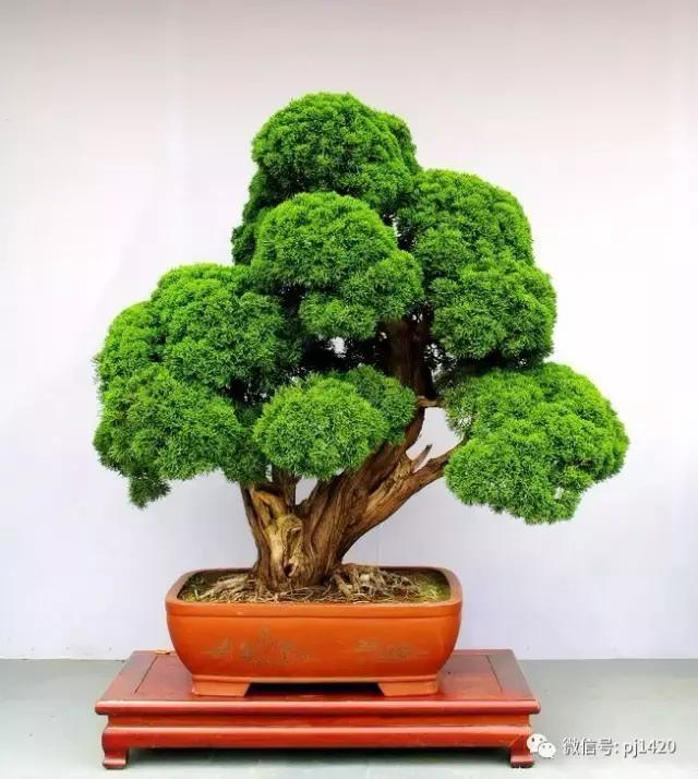 50种盆景树图片大全,50种盆景植物图片大全