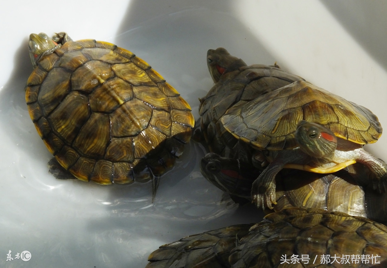 怎么治乌龟的白眼病,怎么治好小乌龟白眼病最简单方法