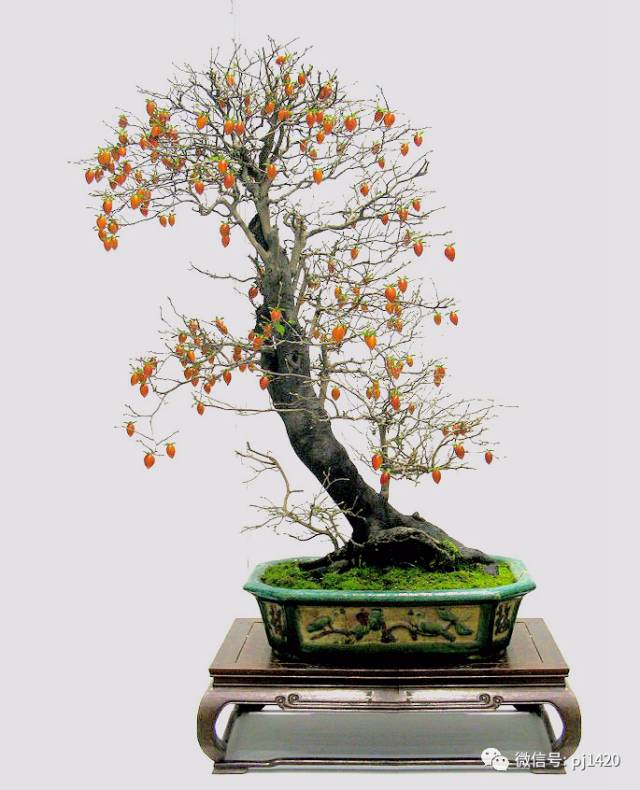 50种盆景树图片大全,50种盆景植物图片大全