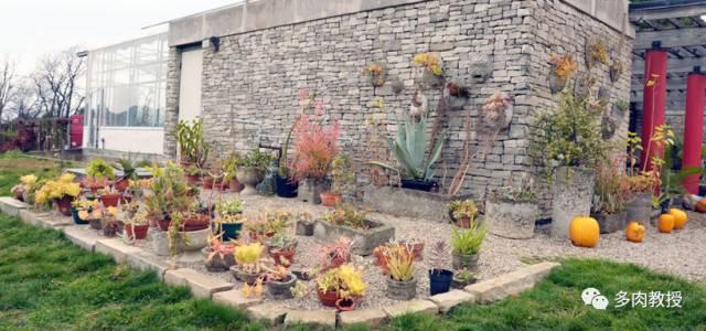 国外的多肉竟然是这个样子的,北京多肉大棚哪个大些好看