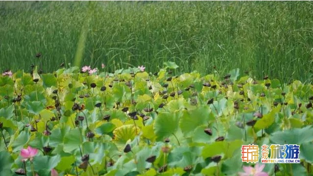 京城最大郊野公园，不仅免费，还藏了好多不为人知的秘密！