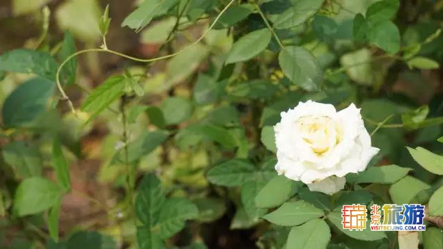 京城最大郊野公园，不仅免费，还藏了好多不为人知的秘密！