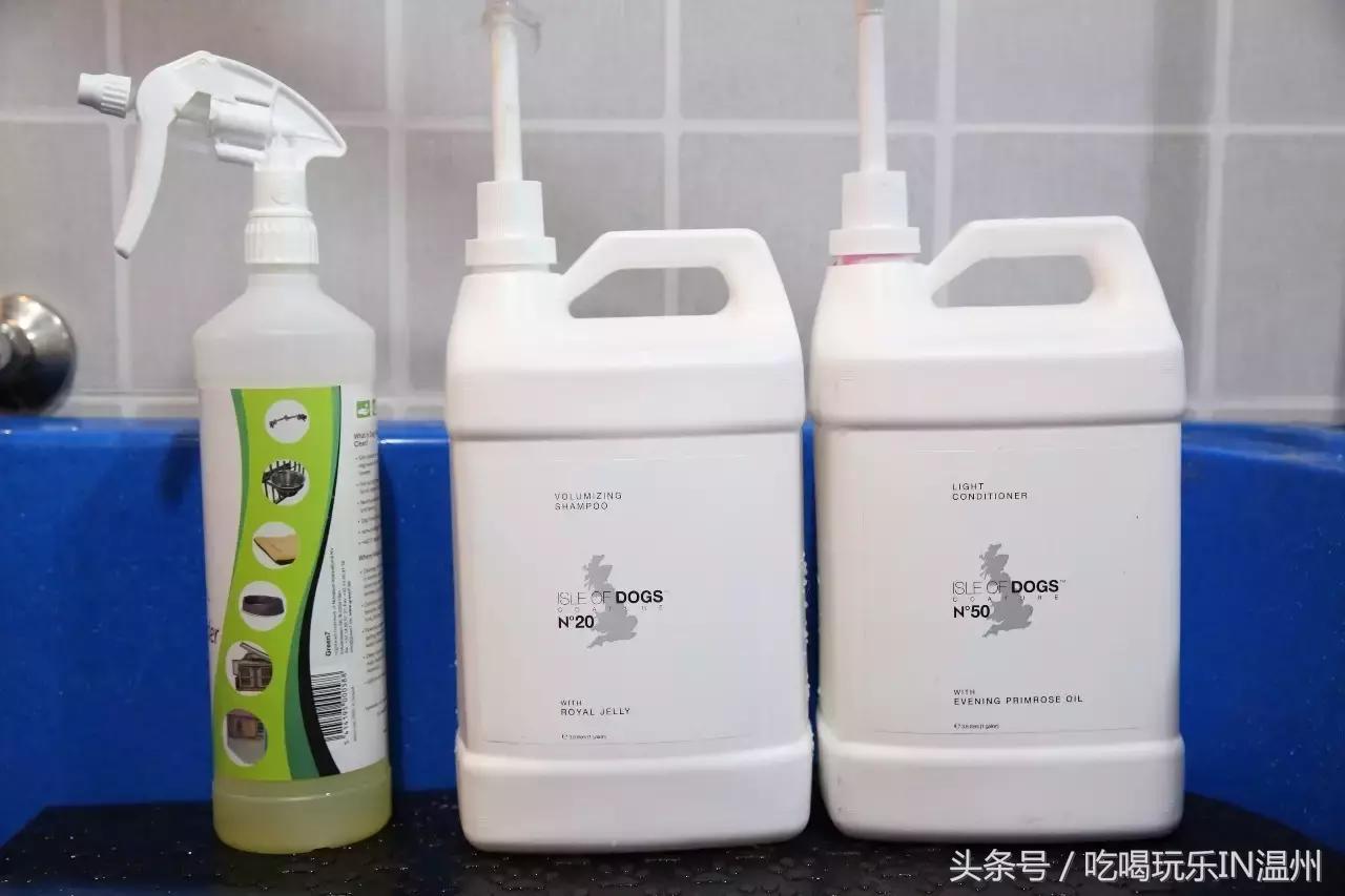 爱狗如命的女孩是什么心理,爱狗如命的女主角