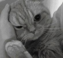 戴牙套牙齿松动较严重,戴牙套一个月了牙齿松动怎么办