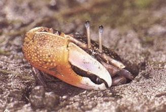 又到了吃螃蟹的季节怎样挑选螃蟹,如何正确挑选食用螃蟹你都知道吗