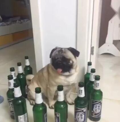 狗狗被啤酒瓶围住,开始犯傻了,真是懵了!
