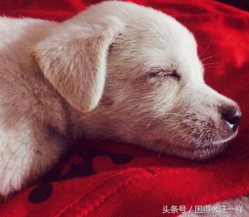 狗狗吃人的药有副作用吗,狗狗吃人用药需减药量吗