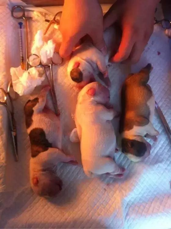 英牛下崽困难,英牛生过小狗怎么处理