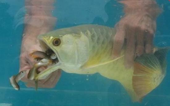 花高价买一条金龙鱼,男子把金龙鱼给吃了