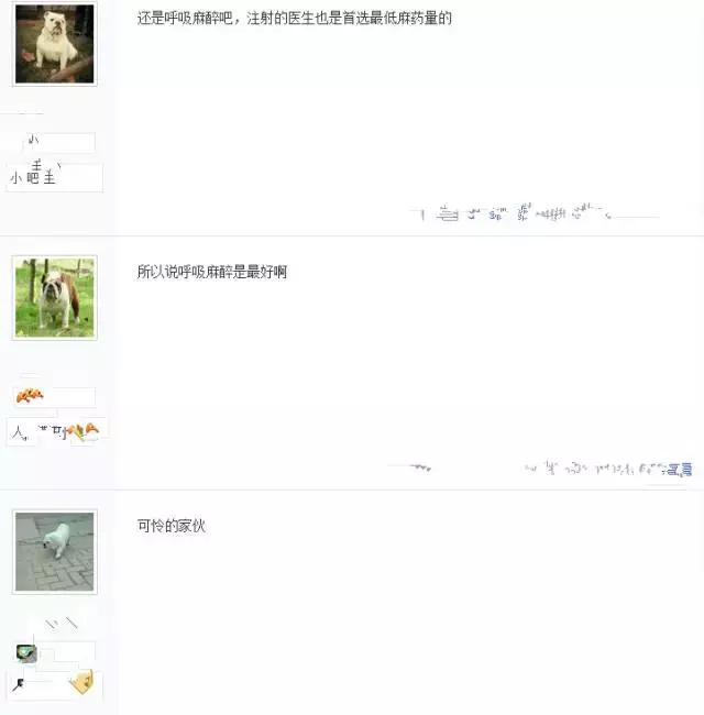 英牛下崽困难,英牛生过小狗怎么处理