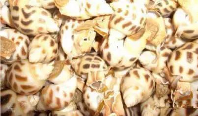 羊口开海！倒计时一天！第一网吃起来！看完哈喇子流一地