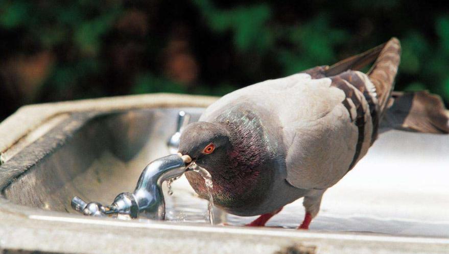 鸽痘怎么预防,鸽子眼部鸽痘怎么治