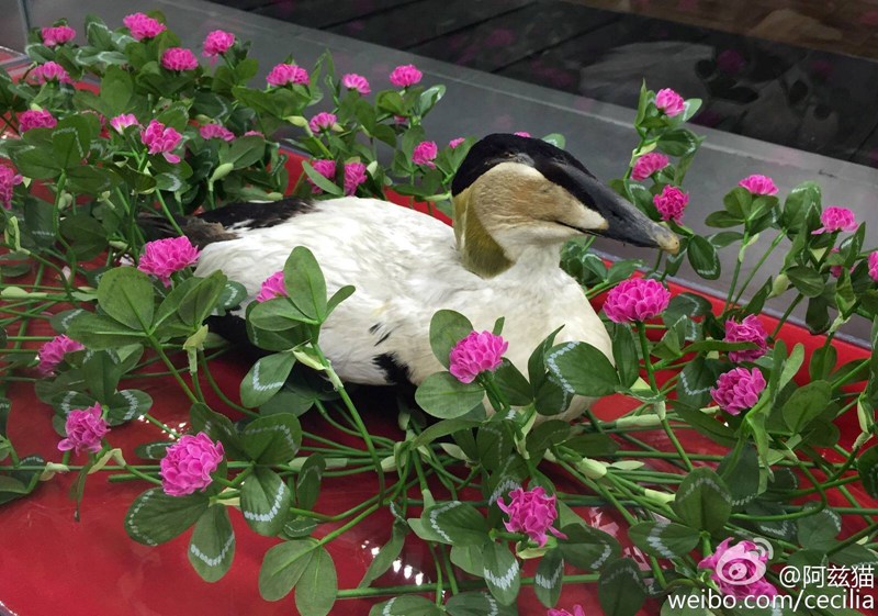 中国到塞尔维亚是哪个航空公司,中国到欧洲最快飞机