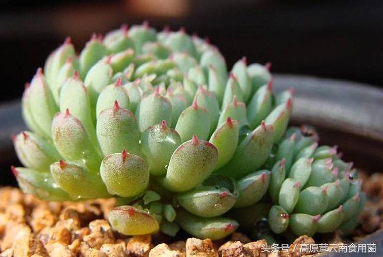 景天科拟石莲花属多肉植物好养吗,景天科石莲属多肉图鉴