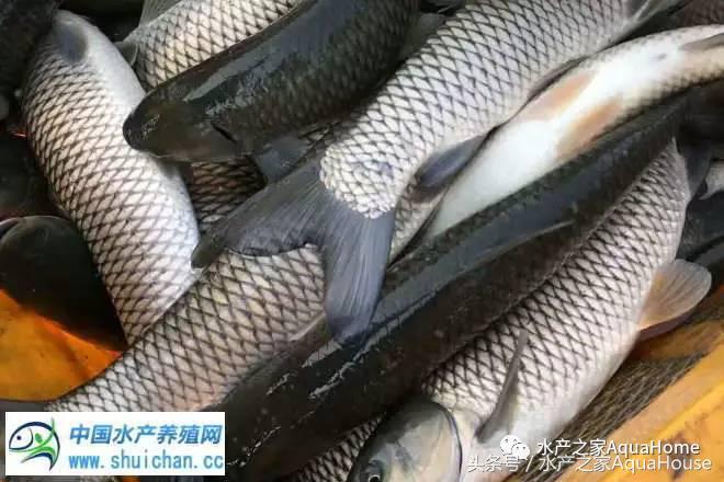 11月19日全国部分水产品批发价格,7月水产品批发市场价格简报