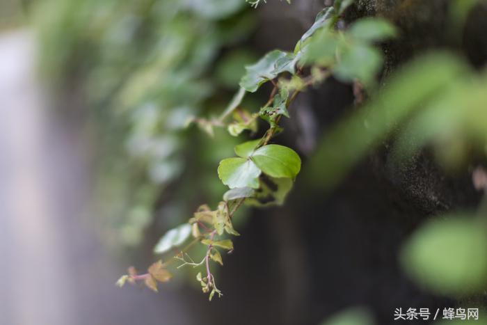 用了20年单反相机,佳能50mm定焦二代和三代区别