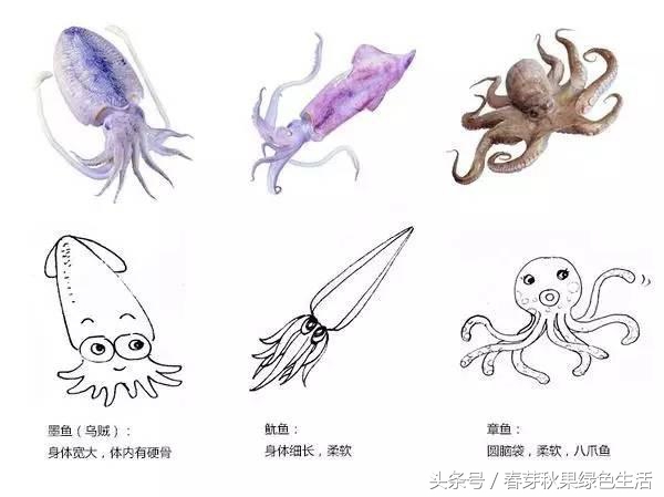 章鱼鱿鱼墨鱼乌贼八爪鱼的区别,鱿鱼章鱼八爪鱼墨鱼乌贼